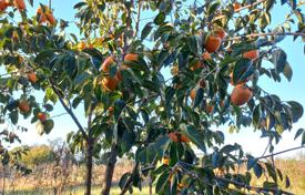 Продается замечательный участок в Гурии — возделанное фруктовое хозяйство в 5 км от моря за 188 000 €