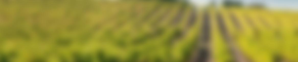 Виноградник в Межеве, Овернь — Рона — Альпы, Франция